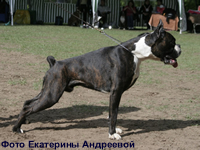 Dzha Division Contrasto Elevato, Deutscher Boxer, (1 year, 3 month) Best Male. Russian Speciality Show for Boxers on May 17, 2008. Moscow. Photo by E. Andreeva.
