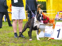 Dzha Division Contrasto Elevato. Russian Jahressieger 2009. Moscow. Best Brindle Male, Champion of the year 2009. 2.5 year (06.09.2008)